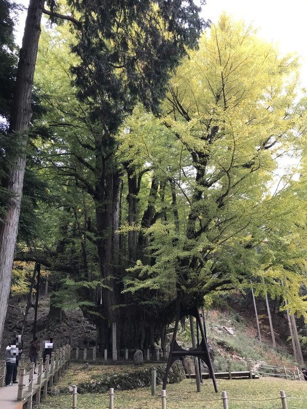 菩提寺の大イチョウの写真