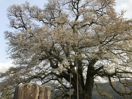 醍醐桜