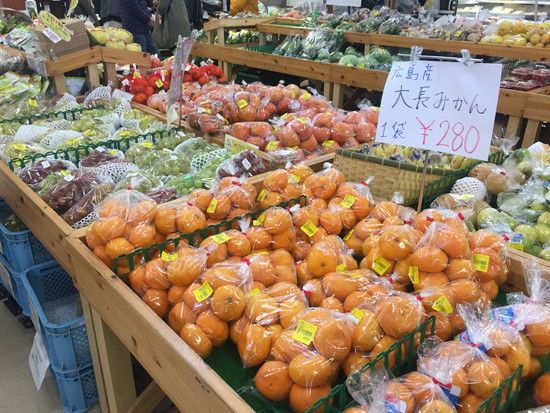 笠岡ベイファーム ― 干拓地に広がる花畑と風車のある風景