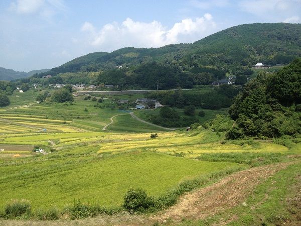 水を張った棚田の写真